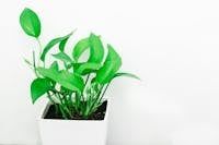 Garden element